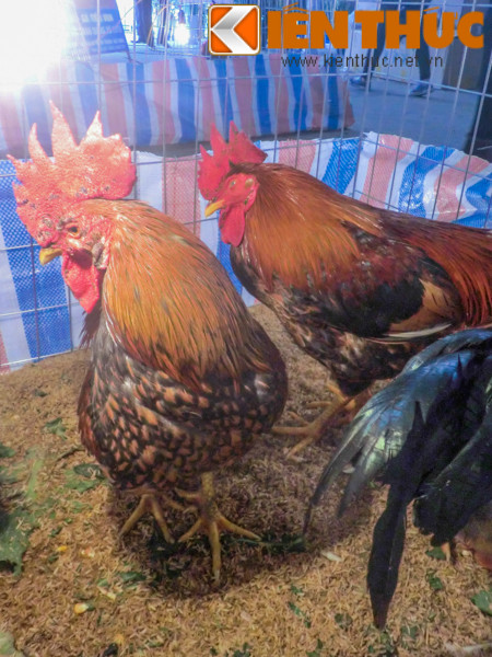 Loại gà này có chân chắc khỏe, chúng khá hung dữ và nhanh nhẹn nên khó bắt.