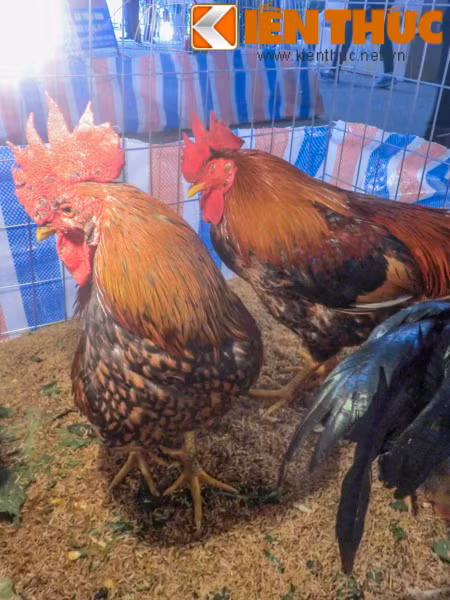 Loại gà này có chân chắc khỏe, chúng khá hung dữ và nhanh nhẹn nên khó bắt.