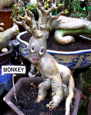 Cầu kỳ tạo hình và chăm sóc, những cây sứ cảnh hình khỉ cũng khiến nhiều người thích thú.