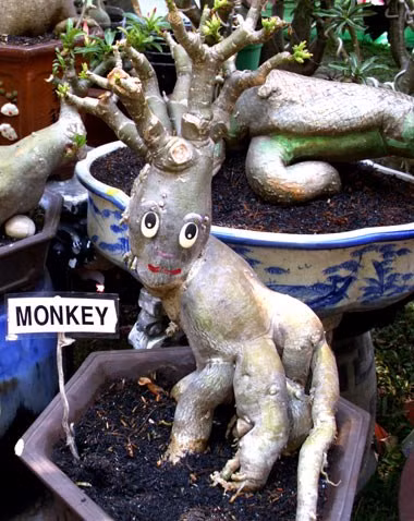 Cầu kỳ tạo hình và chăm sóc, những cây sứ cảnh hình khỉ cũng khiến nhiều người thích thú.