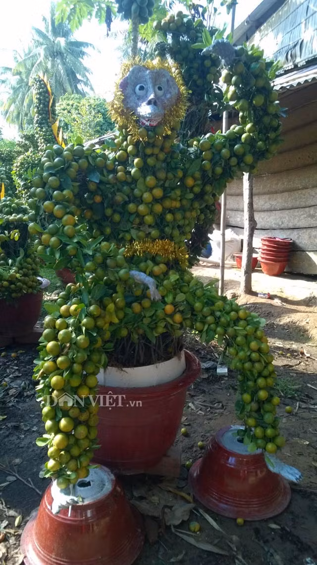 Cầu kỳ và có phần sinh động hơn là cây quất cảnh hình khỉ của gia đình ông Võ Văn Phí (ngụ xã Hưng Khánh Trung B). Cây cảnh được uốn thành hình khỉ dáng ngồi độc, lạ. Giá cây quất "độc nhất vô nhị" này là 4 triệu đồng. Ảnh: Dân Việt.