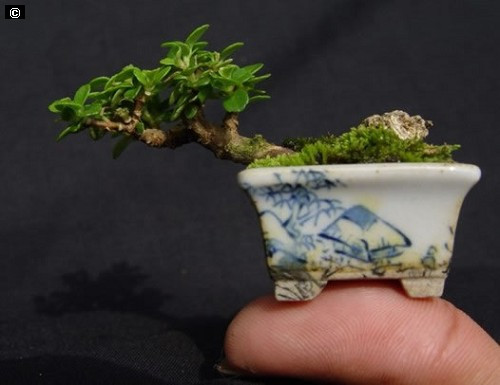 Cũng như các dạng bonsai khác, bonsai minni có thể tạo các thế, dáng như ngũ phúc, huynh đệ, tam đa... tùy theo sở thích, ý nghĩa ẩn giấu mà người chơi cây cảnh muốn thể hiện. Ngoài ra, phụ thuộc vào từng loại cây, độ chuyển dáng của chúng mà tạo hình thích hợp.