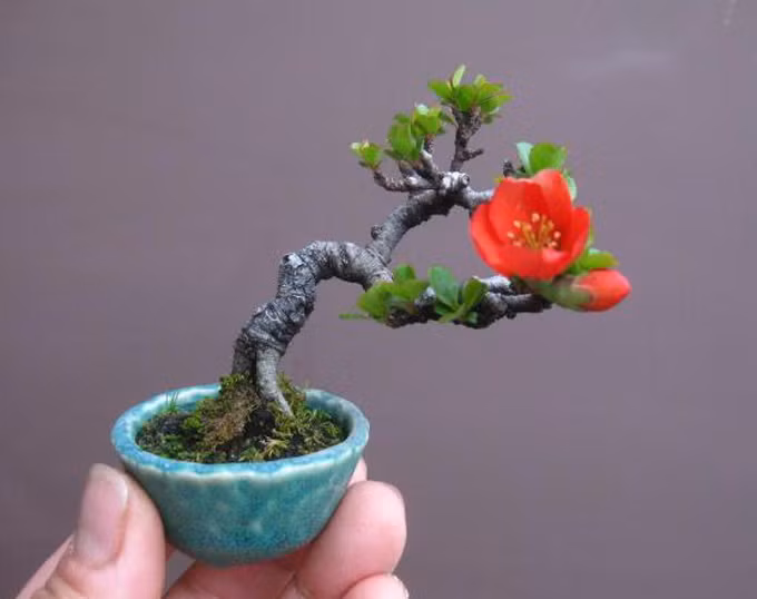 Man nhan loat bonsai mini nam gon trong long ban tay-Hinh-2