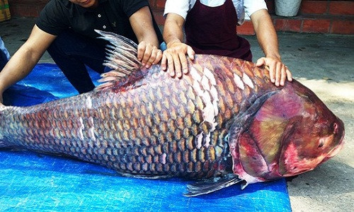 Hồi tháng 11/2015, dư luận cũng chú ý đến một cặp cá hô khủng nặng gần 240kg do ngư dân bắt ở vùng biên giới Việt Nam – Campuchia được mang lên TP HCM tiêu thụ. Việc bắt được những con cá hô trên 100kg rất hiếm vì thế, việc chi từ 3-4 triệu đồng cho một kg cá là không quá khó với những người có điều kiện kinh tế.