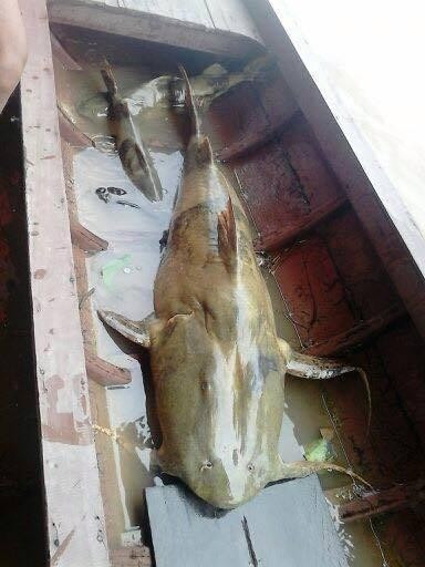 Một con cá chiên khổng lồ, nặng hơn 30 kg khá quý hiếm được mua từ Tây Nguyên có giá đến 40 triệu đồng. Ảnh: Phụ nữ TP HCM