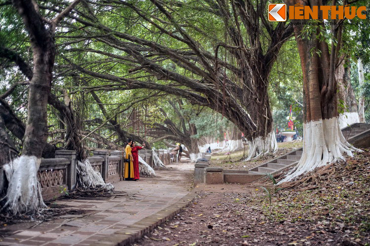 Một nét hấp dẫn của đền Voi Phục là khuôn viên đền có nhiều cây cổ thụ cành lá xum xuê, soi bóng xuống mặt hồ Thủ Lệ. Cảnh quan này mang vẻ đẹp kỳ ảo khiến du khách phương xa ghé thăm đền một lần sẽ nhớ mãi.