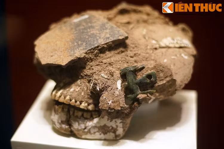 Một hiện vật đặc biệt liên quan đến khuyên tai hai đầu thú là một hộp sọ còn dính loại trang sức này bằng đá ngọc lam, được phát hiện năm 1994 ở di chỉ Giồng Cá Vồ, TP HCM. Vật đeo nằm ở vị trí tai của di cốt đã chứng minh đây là khuyên tai chứ không phải để đeo cổ như nhận định trước đó.