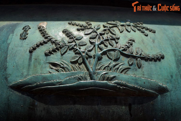 Thuần đỉnh, chiếc đỉnh thứ 6 có hình tượng “Hương nhu” là cây hương nhu, một dược liệu quen thuộc của người Việt xưa. Loài cây này có họ hàng gần với cây húng quế, toàn thân có mùi thơm nên cũng được dùng trong bữa ăn như một loại rau thơm.