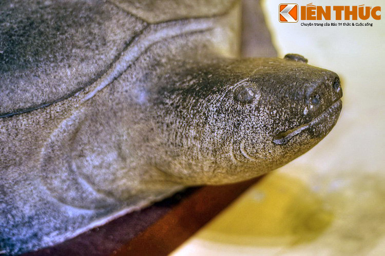 Bia cao 134 cm, rộng 70cm, được dựng trên lưng rùa, ẩn chứa quan niệm của người xưa rằng những điều khắc ghi trên bia sẽ được truyền tới muôn đời sau.