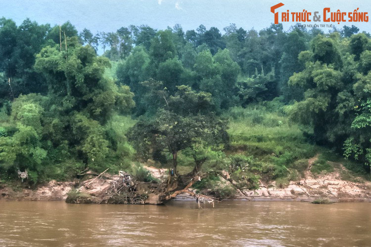 Ngày nay, sông Lô vẫn mang trong mình một vẻ đẹp ban sơ, hút hồn khách phương xa mỗi khi có dịp ghé thăm miền đất địa đầu Hà Giang, mảnh đất được định danh bằng những dòng sông...