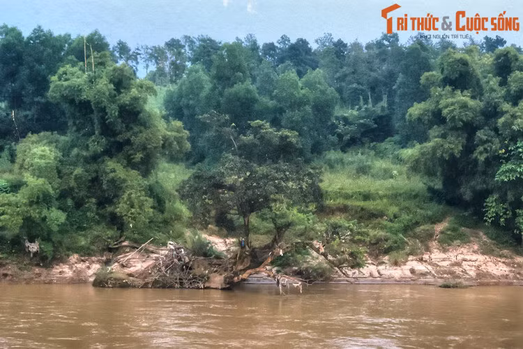 Ngày nay, sông Lô vẫn mang trong mình một vẻ đẹp ban sơ, hút hồn khách phương xa mỗi khi có dịp ghé thăm miền đất địa đầu Hà Giang, mảnh đất được định danh bằng những dòng sông...