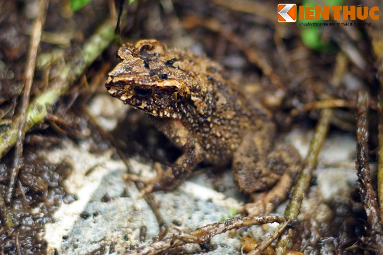 Trong đời sống gắn với nông nghiệp của người Việt xưa, con cóc được coi là loài động vật có lợi, giúp loại bỏ những con vật gây hại cho mùa màng. Ngoài ra, sự hiện diện của cóc cũng được người nông dân coi như "điềm báo" thời tiết thuận lợi, vì loài này thường kêu trước khi trời mưa.