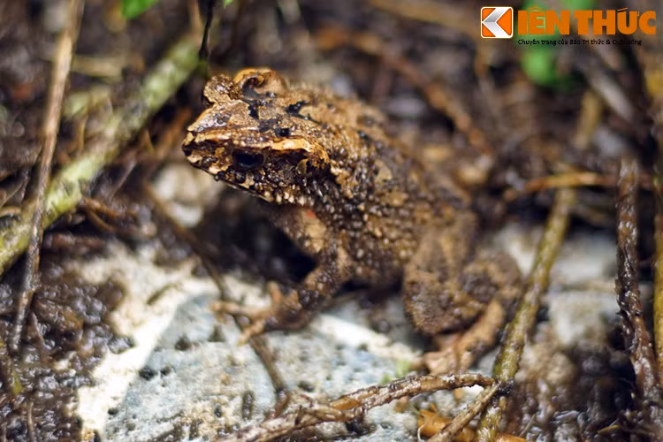 Nhung quan niem co xua ly thu cua nguoi Viet ve con coc