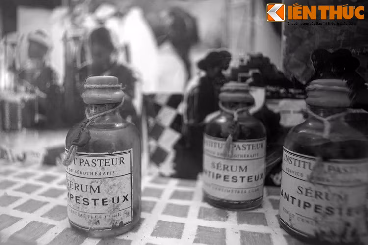 Theo đề nghị của Yersin, 400 liều huyết thanh được gửi khẩn cấp về từ Pháp. Nhờ nỗ lực của ông, đầu năm 1899 bệnh dịch hạch cơ bản được dập ở Nha Trang. Đây là kỳ tích khi mà nhiều thành phố có cơ sở y tế hiện đại thời đó như Hồng Kông, Quảng Châu, Bombay đã hoang tàn vì dịch hạch.