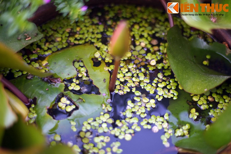 Phổ biến ở các ao hồ trên khắp Việt Nam, bèo tấm là loài thực vật gồm cấu trúc nhỏ giống như lưỡi lam trôi nổi trên bề mặt nước.