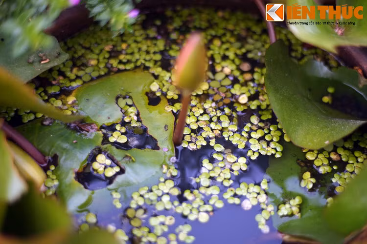 Phổ biến ở các ao hồ trên khắp Việt Nam, bèo tấm là loài thực vật gồm cấu trúc nhỏ giống như lưỡi lam trôi nổi trên bề mặt nước.