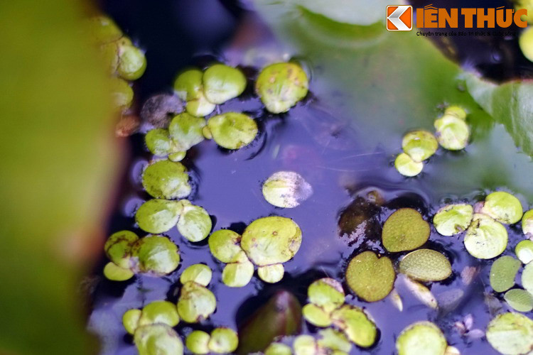 Trong những năm gần đây, bèo tấm còn trở thành đối tượng trong nghiên cứu loại vắc xin uống được điều chế thông qua hệ thống thực vật chuyển gen. Chúng được chọn do có tốc độ nhân vô tính rất nhanh, hàm lượng dinh dưỡng cao và rất dễ nuôi trồng...