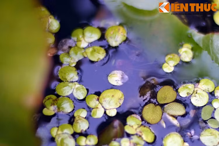 Trong những năm gần đây, bèo tấm còn trở thành đối tượng trong nghiên cứu loại vắc xin uống được điều chế thông qua hệ thống thực vật chuyển gen. Chúng được chọn do có tốc độ nhân vô tính rất nhanh, hàm lượng dinh dưỡng cao và rất dễ nuôi trồng...