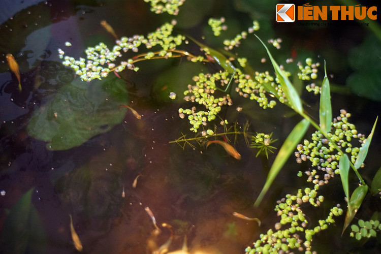 Loài thực vật bé nhỏ này có tầm quan trọng khá lớn với hệ sinh thái cũng như đời sống con người. Cụ thể, chúng là nguồn thức ăn quan trọng cho nhiều loài cá, chim nước, cũng như nơi cư trú của nhiều loài động vật nhỏ.