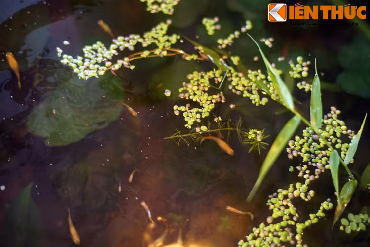 Loài thực vật bé nhỏ này có tầm quan trọng khá lớn với hệ sinh thái cũng như đời sống con người. Cụ thể, chúng là nguồn thức ăn quan trọng cho nhiều loài cá, chim nước, cũng như nơi cư trú của nhiều loài động vật nhỏ.