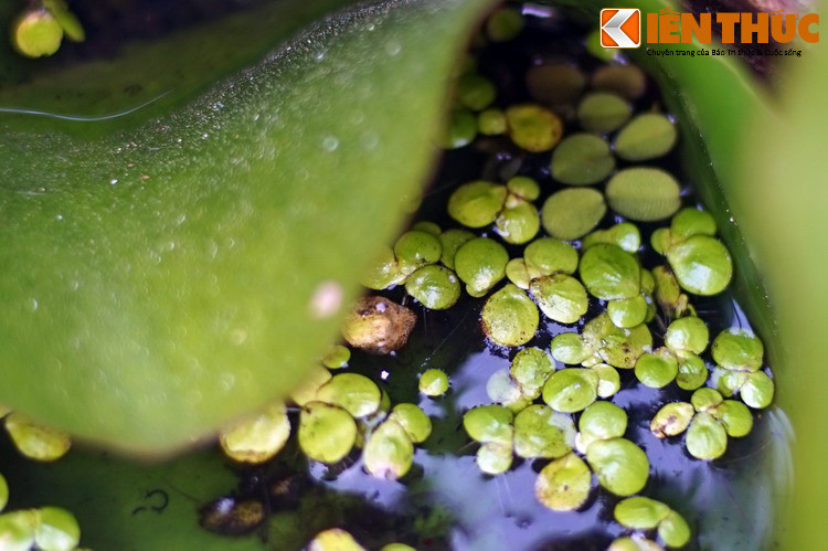 Ít ai biết rằng, bèo tấm được phân loại là một phân họ trong họ Ráy. Điều này có nghĩa chúng là họ hàng gần của nhiều loài cây có ngoại hình rất khác biệt như ráy, dọc mùng, khoai môn...