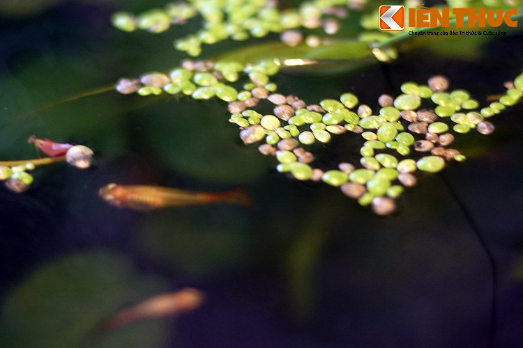 Trong đời sống hàng ngày, bèo tấm có thể được thu hoạch làm thức ăn cho gia súc, gia cầm, hoặc cho chính con người. Do rất bèo tấm rất giàu đạm, chúng đã được dùng làm nguyên liệu để chế biến thành nhiều dạng thực phẩm chức năng khác nhau.