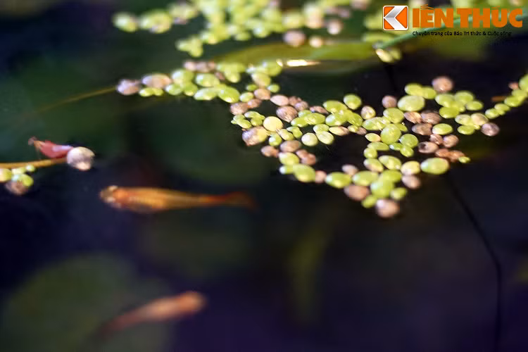 Trong đời sống hàng ngày, bèo tấm có thể được thu hoạch làm thức ăn cho gia súc, gia cầm, hoặc cho chính con người. Do rất bèo tấm rất giàu đạm, chúng đã được dùng làm nguyên liệu để chế biến thành nhiều dạng thực phẩm chức năng khác nhau.