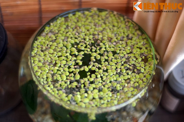 Khi dược thả trong ao hồ, bèo tấm trở thành biện pháp sinh học để thể khắc phục tình trạng dư thừa các chất dinh dưỡng dạng khoáng chất, do chúng phát triển nhanh và hấp thụ phần lớn các chất này.