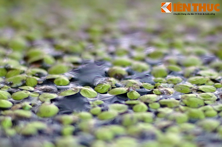 Bèo tấm sinh sản chủ yếu theo cách vô tính, nhờ nảy chồi, nhưng thỉnh thoảng cũng đơm hoa, kết quả (sinh sản hữu tính). Hoa của chúng chỉ dài 0,3 mm, nhỏ nhất trong thế giới các loài hoa.