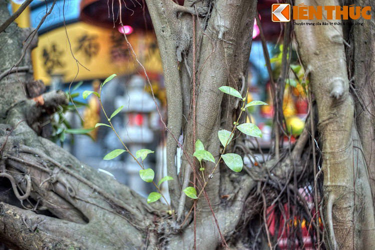 Theo sử sách, khu lăng mộ và đền thờ Phùng Hưng là một chốn rất linh thiêng. Tác giả Lý Tế Xuyên trong tập Việt điện u linh đã viết: "Bố Cái Đại vương sau khi mất rất hiển linh. Dân các làng thường nghe có tiếng xe, ngựa đi ầm ầm trên nóc nhà hoặc trên các cây cổ thụ...”.