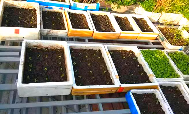 Chú Hiếu cho hay, chú thường trồng rau đúng mùa vụ, hợp với thời tiết giúp rau quả nhanh tươi tốt, cho năng suất cao, hạn chế sâu bệnh và mất ít thời gian chăm sóc hơn.