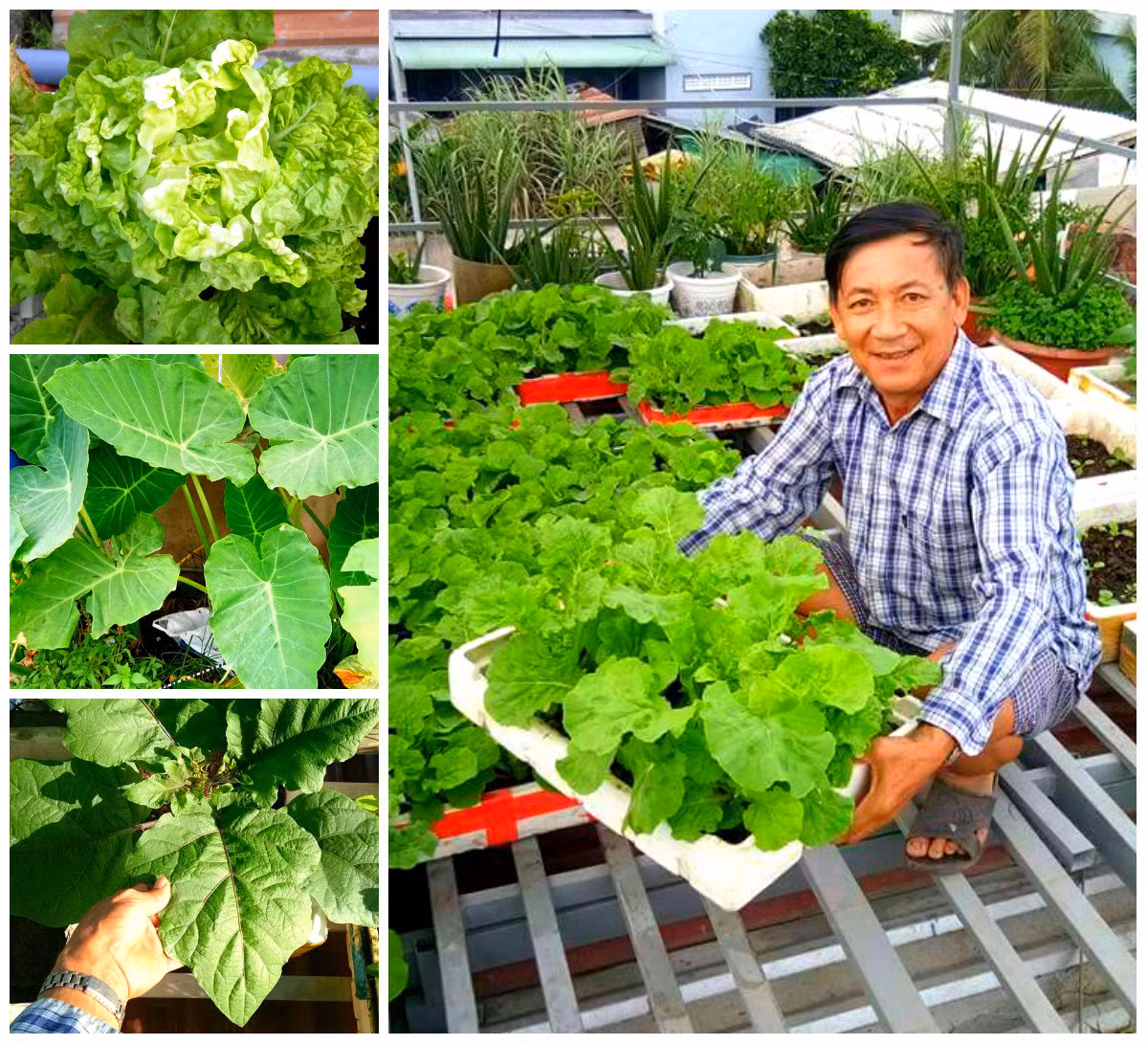 Hay cà chua bi, cải ngọt, cải mâm xôi, cải thìa, mướp đắng, xà lách, dọc mùng...