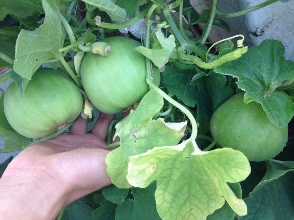 Số dưa sạch thu hoạch được gia đình anh ăn thoải mái suốt mùa. Ảnh: Vietnamnet.