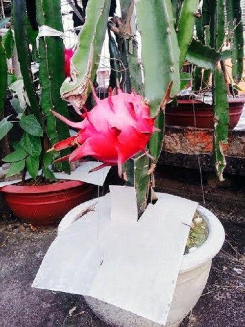 “Tôi trồng phục vụ nhu cầu ăn uống của gia đình là chính, lúc thu hoạch nhiều quá thì đem biếu bớt hàng xóm, cho bạn bè chứ không bán”, ông Thắng nói. Ảnh: Vietnamnet.