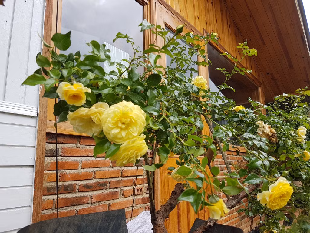 Khu vườn này vài năm gần đây được anh trồng thêm hồng, một niềm đam mê mới, tuy đến muộn nhưng lại góp phần tạo nên sự trọn vẹn cho cuộc sống của gia đình anh. Ảnh: Vietnammoi.vn