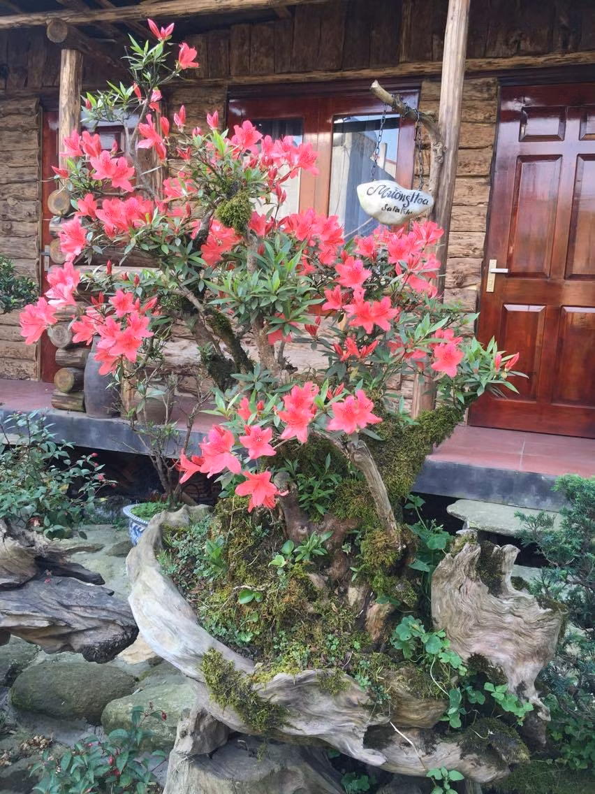 Những chậu hoa, bồn hoa dày hương sắc phủ kín lối đi và xung quanh ngôi nhà. Ảnh: Đời sống & Pháp lý.