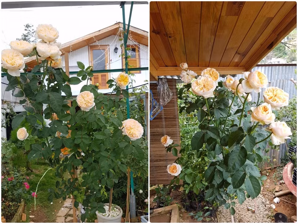 Anh yêu hoa và chưa bao giờ cảm thấy hối hận khi quyết định trồng hồng. Điều đặc biệt hơn, khu vườn của anh mỗi sáng thức dậy lại rộn ràng hương sắc khiến cả gia đình ai cũng hào hứng với ngày mới bắt đầu. Ảnh: Vietnammoi.vn