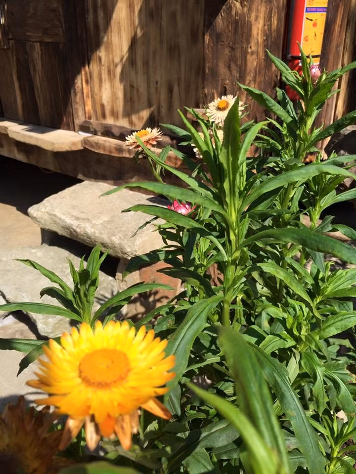 Cuộc sống bỗng chốc như thu nhỏ lại bên khu vườn đượm màu sắc của những loài hoa và một ngôi nhà gỗ yên bình... Ảnh: Đời sống & Pháp lý.