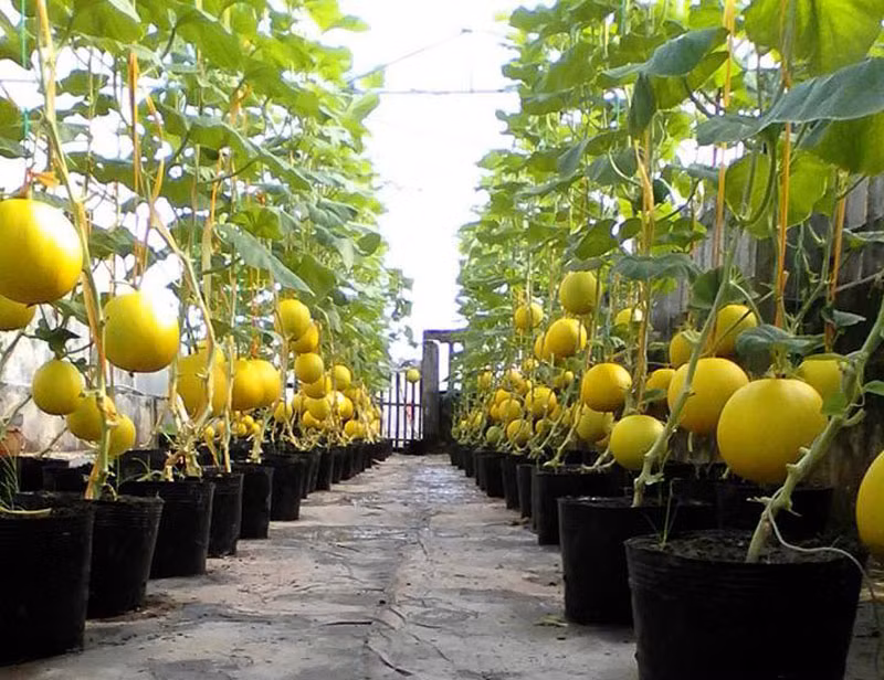 Vụ trồng dưa lưới kim cô nương anh thu hoạch khoảng 1 tạ quả dù chỉ trồng trên sân thượng. Ảnh: spilit.com.vn. 