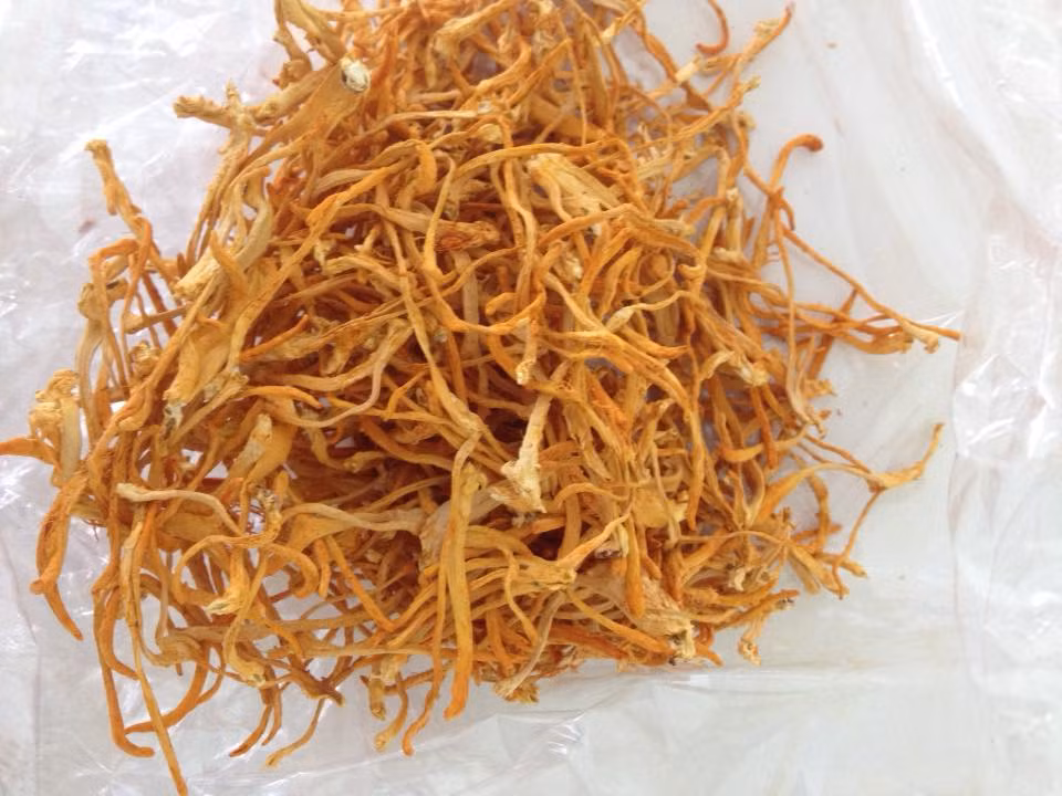 Đông trùng Hạ thảo đã được sấy khô rất thuận tiện cho việc sử dụng