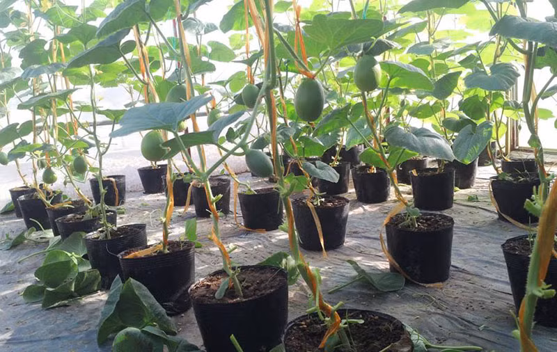  1. "Vô địch Bắc bộ": 40 m2 sân thượng thu 3 tạ dưa Chỉ với khoảng sân thượng rộng 40m2, sau 3 tháng trồng anh Trần Văn Tuấn ở Ngô Gia Tự (Hải Phòng) có thể thu được tới 3 tạ dưa lưới Bảo Khuê, chưa kể dưa lê, dưa chuột… Ảnh: spilit.com.vn.