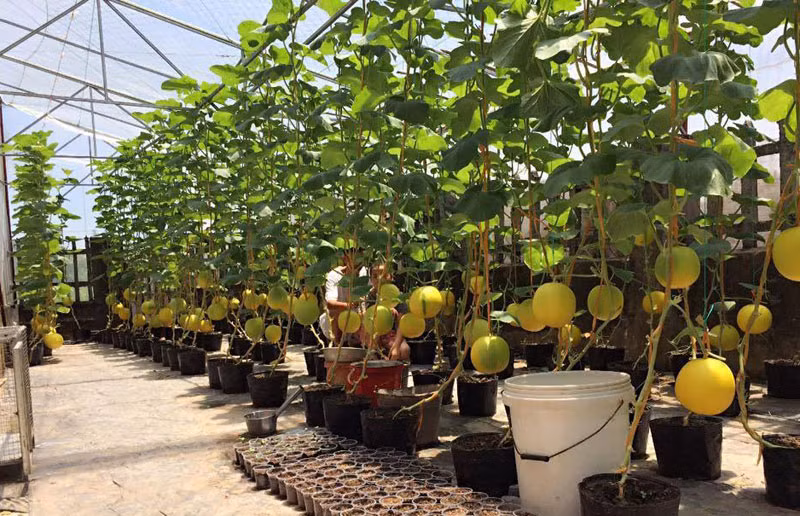 Anh trồng đủ các giống dưa khác nhau như: dưa hấu, dưa kim cô nương, dưa lưới Bảo khuê, dưa lê, dưa chuột,… Ảnh: spilit.com.vn.