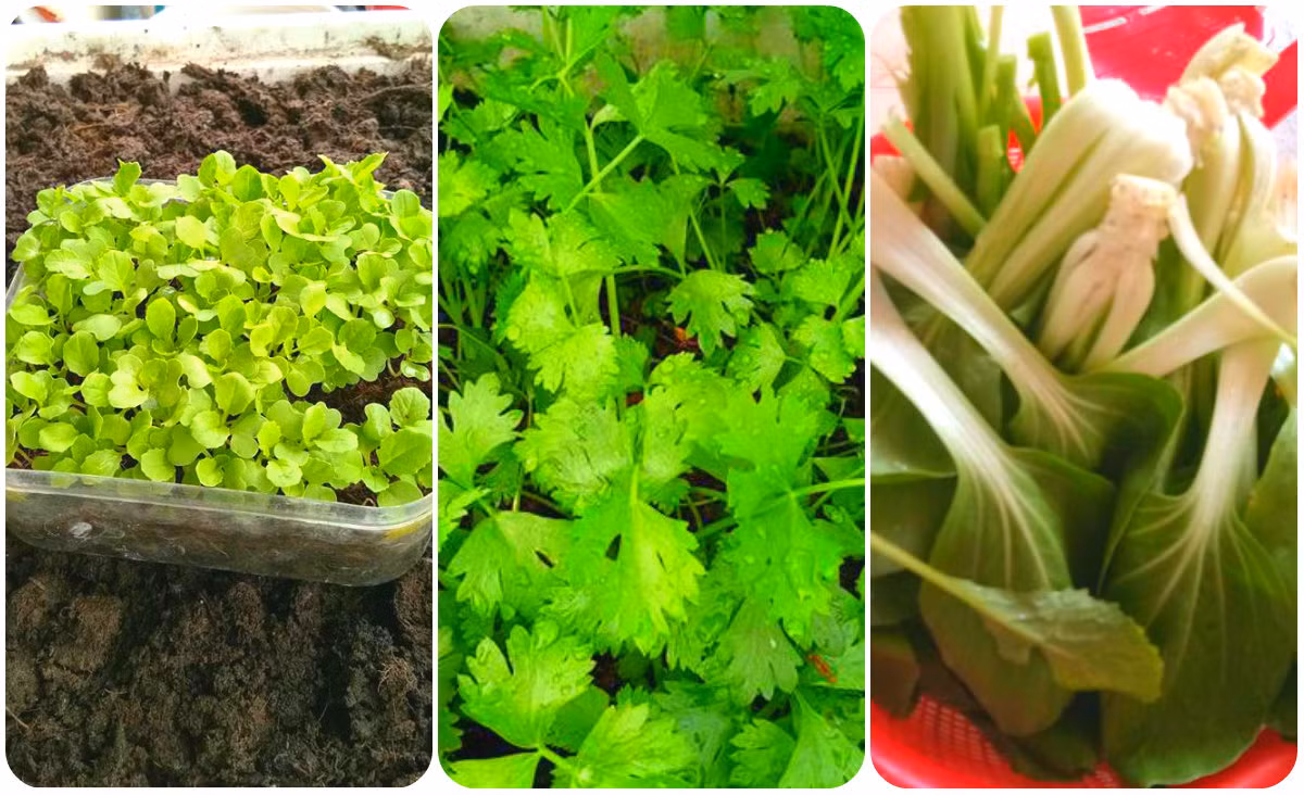 Chú Hiếu được mọi người khen là khá mát tay trong việc trồng cây.