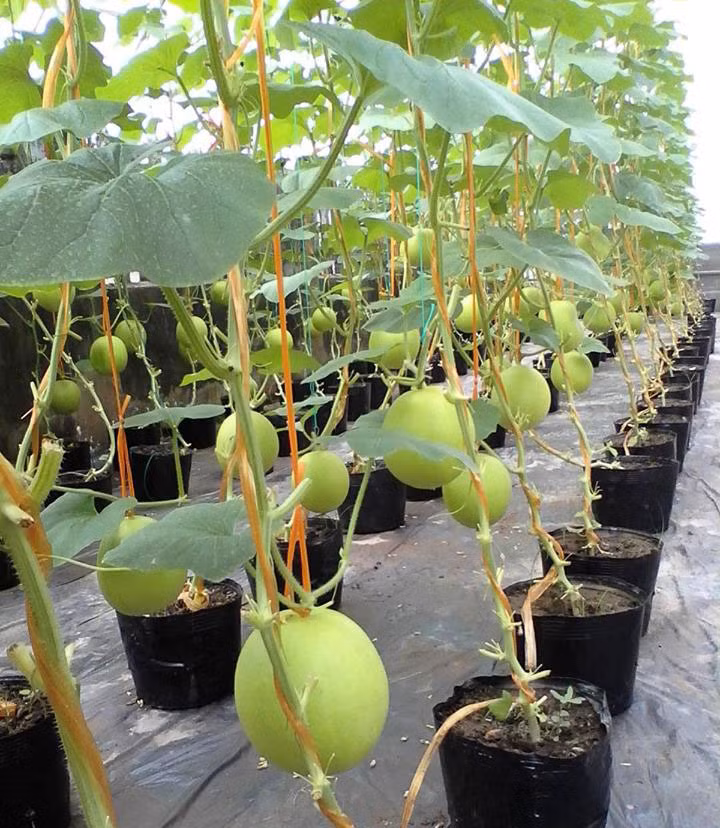 Anh Trần Văn Tuấn chia sẻ, anh có đam mê với các loại dưa và bắt đầu trồng vườn quả trên sân thượng từ năm 2012 tới nay. Ảnh: spilit.com.vn.