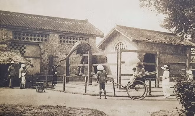 Voi trong Vườn Bách thảo. Vườn Bách thảo vẫn tồn tại đến nay với tên gọi quen thuộc là Thảo Cầm Viên, thuộc địa phận Quận 1.