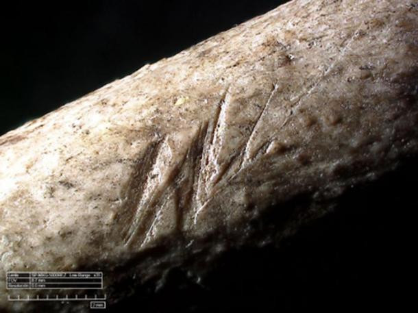 Kết quả phân tích của các chuyên gia cho thấy các vết cắt đặc trưng trên 78% bề mặt xương. Người cổ đại đã lưu trữ xương từ động vật để có thể ăn tủy của chúng sau đó.