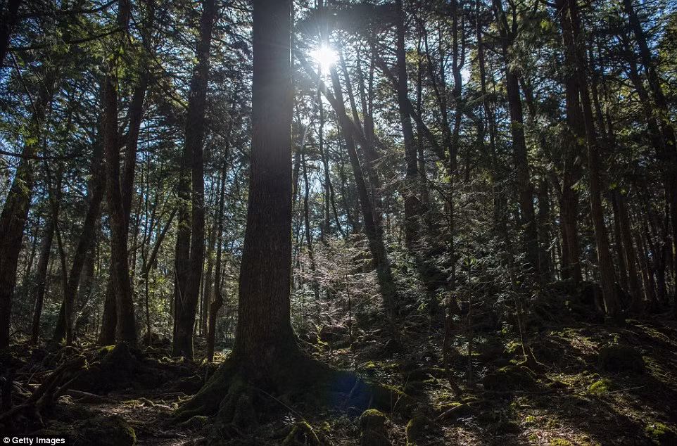 Theo đó, nhiều nơi trong khu rừng Aokigahara toàn là bóng tối hoặc nửa tối nửa sáng dù khi ấy đang là ban ngày.