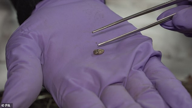 Các chuyên gia cho hay hình ảnh bên trong quan tài là nữ thần Ai Cập Amentet hoặc Imentet. Đây là vị thần tôn giáo đại diện cho cái chết ở Bờ Tây sông Nile.