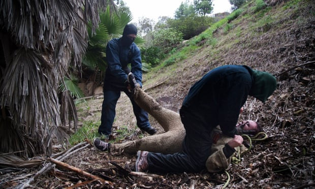 Theo đó, cảnh sát nhận được không ít cuộc gọi phàn nàn của người dân về những âm thanh rùng rợn phát ra từ căn nhà của Russ. Có lần, khi cảnh sát tới nơi, họ bắt gặp cảnh tượng có người bị trói và nhốt sau một xe tải gần ngôi nhà.