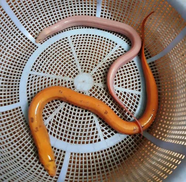 Bat duoc cap luon mau sac la, tra 10 trieu khong ban